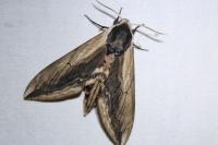 Sphinx ligustri