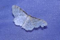 Idaea fuscovenosa