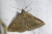 Zanclognatha lunalis