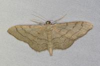 Idaea aversata