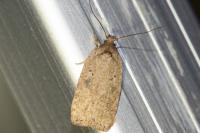 Agonopterix scopariella