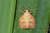 Miltochrista miniata