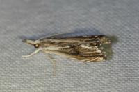 Catoptria verellus