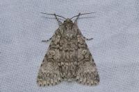 Acronicta aceris