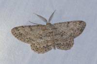 Hypomecis punctinalis