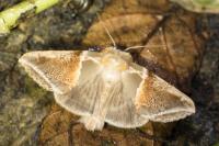 Habrosyne pyritoides