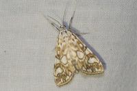 Elophila nymphaeata