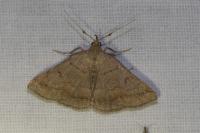 Zanclognatha lunalis