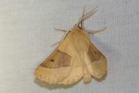 Crocallis elinguaria