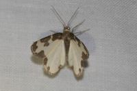 Lomaspilis marginata