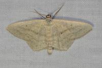 Scopula nigropunctata