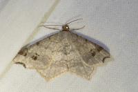 Macaria alternata