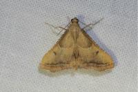 Endotricha flammealis