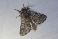 Thaumetopoea pityocampa