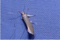 Crassa unitella