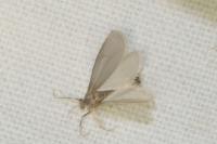 Acentria ephemerella