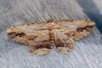 Menophra abruptaria