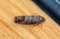 Cydia pomonella
