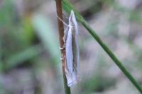 Crambus pascuella