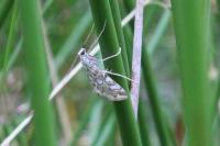 Elophila nymphaeata