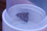 Pyrausta purpuralis
