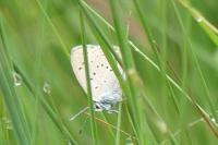 Phengaris alcon