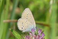 Cyaniris semiargus