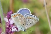 Polyommatus icarus