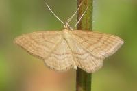 Idaea ochrata