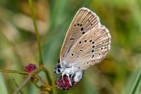 Phengaris teleius