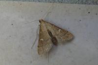 Dolicharthria punctalis