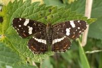 Araschnia levana