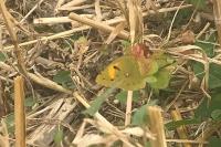 Colias crocea