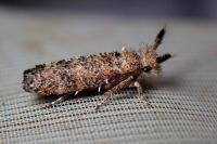 Ochsenheimeria taurella