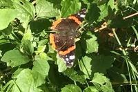 Vanessa atalanta