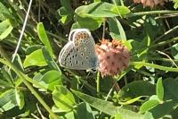 Polyommatus icarus