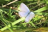 Polyommatus icarus