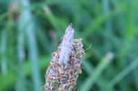 Phycitodes