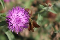 Thymelicus acteon