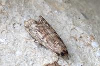 Ephestia