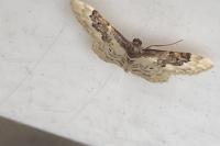 Idaea rusticata