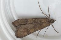 Nomophila noctuella