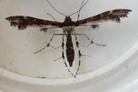 Oxyptilus