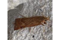 Synaphe punctalis