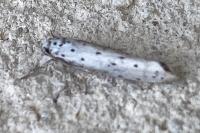 Yponomeuta