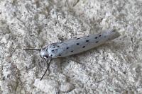 Yponomeuta