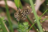 Chiasmia clathrata
