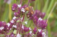 Pyrausta aurata