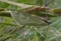Sitochroa palealis