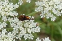 Nemophora fasciella